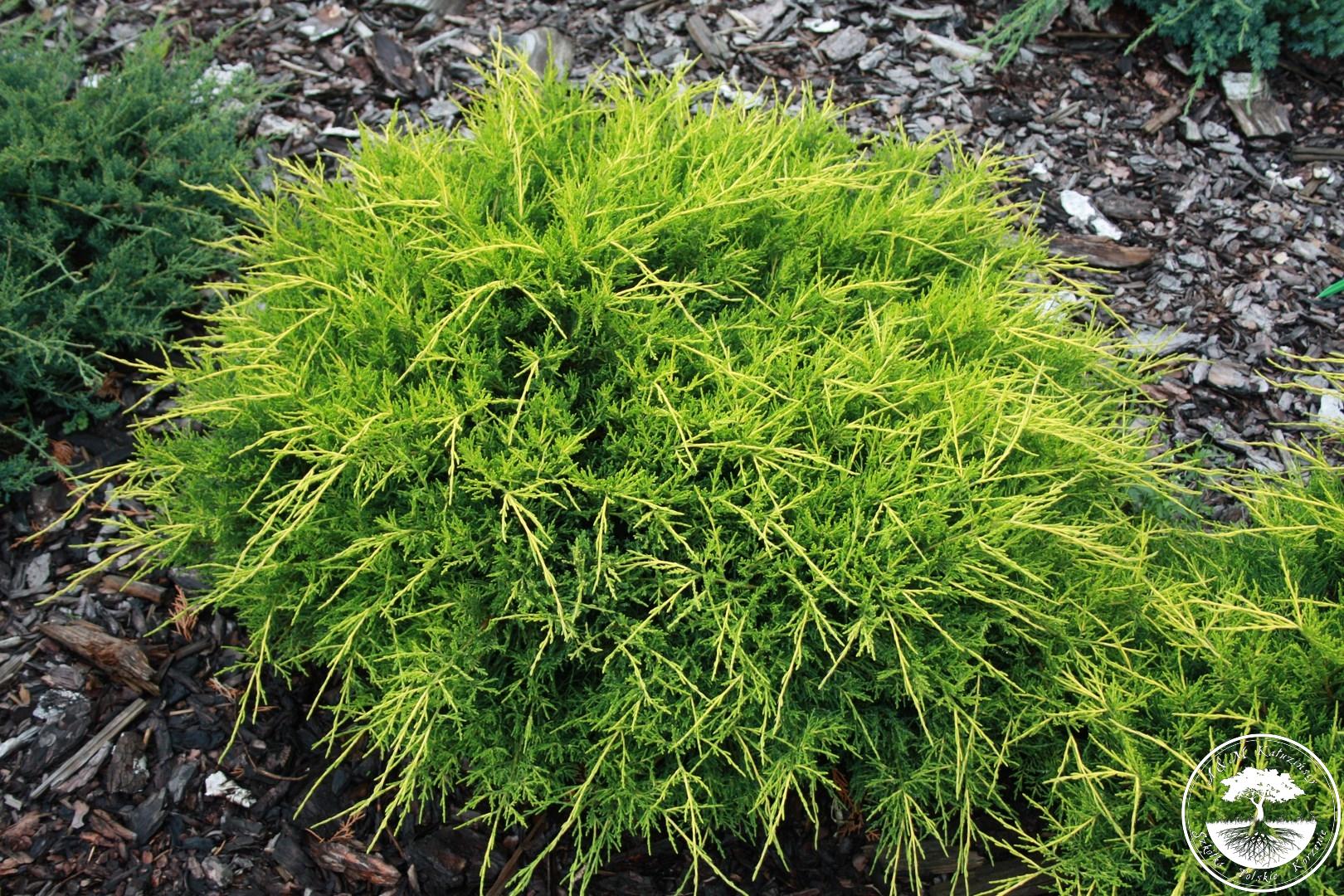 Juniperus pfitzeriana 'Old Gold'